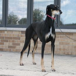 Lurchers and Salukis from Ashir Kennels
