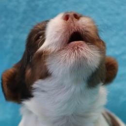 Shiba Inu and Yorkshire Terrier Puppies from Royal Kennels