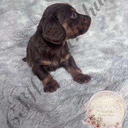 Bounty - Chocolate and tan male Dachshund puppy in Lufkin, Texas from CSW Dachshunds