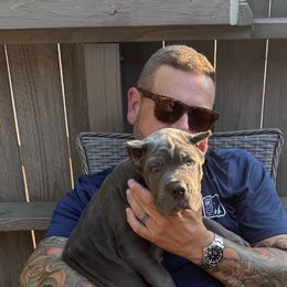 Cane Corso Puppies from Whiskey Stones Cane Corso