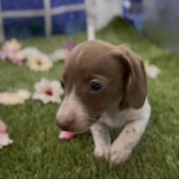 Isabella Based Red Piebal Smooth Female - Red female Dachshund puppy in Killeen, Texas from Southern Dachshunds