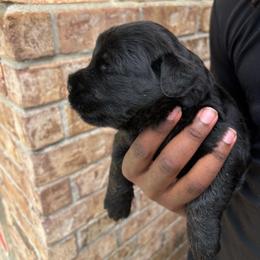 Aruba - Black female Giant Schnauzer puppy in Houston, Texas from Elevated Pearl Giants