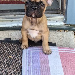 French Bulldog Puppies from Double Barrel Bulldogs
