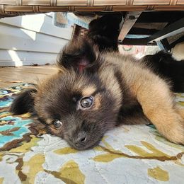 Capri - Beaver sable male Pomeranian puppy in Pass Christian, Mississippi from Cristina Cammarota