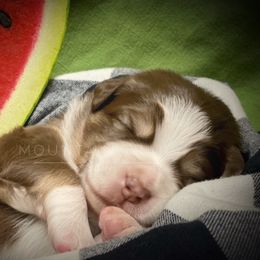 Australian Shepherd Puppies from Mountain Trail Aussies
