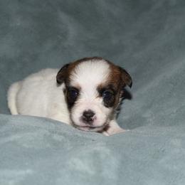 Ina Boy 5 - White and tan male Russell Terrier puppy in Middletown, Virginia from DBF Russell Terriers