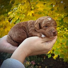 Orange Collar Boy - Red  male Poodle puppy in Modesto, California from Dry Creek Poodles