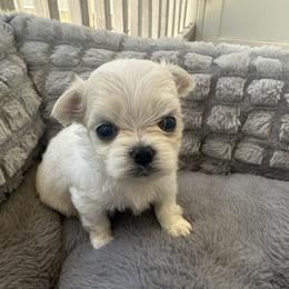 Ashton - White male Maltese puppy in Mooresville, North Carolina from Clearview Canines