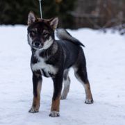 Kishu Ken and Shikoku Puppies from Akiyama no Roushya