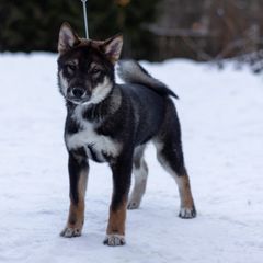 Kishu Ken and Shikoku Puppies from Akiyama no Roushya