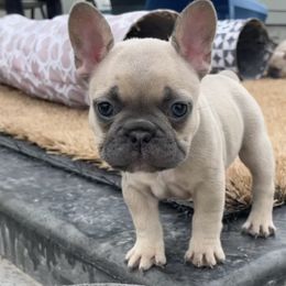 French Bulldog Puppies from Blue Lotus Frenchies