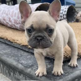 French Bulldog Puppies from Blue Lotus Frenchies