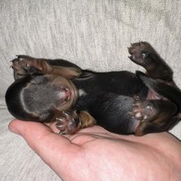 Clover - Black and tan female Dachshund puppy in Westport, Kentucky from Lonestar Creek Farm