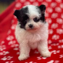 Frost - Parti male Assorted Doodle Crosses puppy in Stuart, Virginia from Lil Aussie Posse