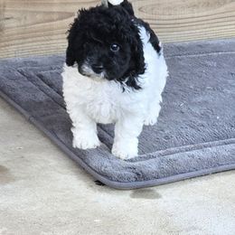 Cashmere - Parti female Poodle puppy in Covington, Virginia from A  Gift from above kennel,  LLC
