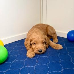 F1B Goldendoodle Surfer - Red  male Goldendoodle puppy in Redding, California from Casa Delarosa Collective Poodles & Doodles