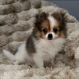 Ashley - Orange parti female Pomeranian puppy in Wagner, South Dakota from Lisas Pomeranians