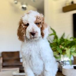 Buzz - Parti male Goldendoodle puppy in St George, Utah from Doodle Bears of Southern Utah