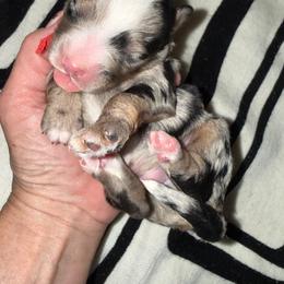 Red - Blue merle male Bernedoodle puppy in Curtice, Ohio from The Pink Doghouse