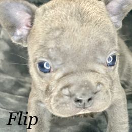 French Bulldog Puppies from Fabled Frenchies