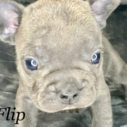 French Bulldog Puppies from Fabled Frenchies