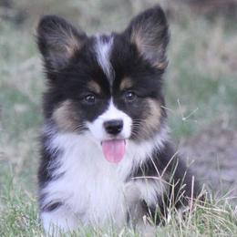 Black Tri Boy - Black and tan male Pembroke Welsh Corgi puppy in Cameron, Texas from Moonstone Corgis & Frenchies