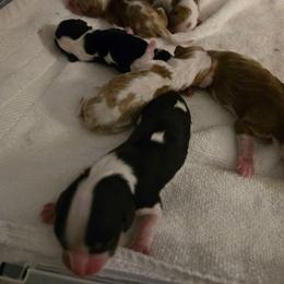 Tri Boy 1 - Tri-color male Cavalier King Charles Spaniel puppy in Meridian, Idaho from Reflection Cavaliers