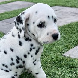 Shakira - Dalmatian puppy in Albuquerque, New Mexico from Renov Dalmatian Plantation