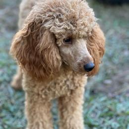 Girl 1 - female Poodle puppy in Colerain, North Carolina from Lisa's Poodles