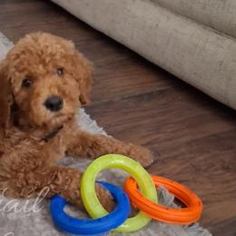 Poodles from Auburn Red Standard Poodles