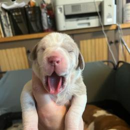 Ginger - Chocolate and white female Great Dane puppy in Marlow, New Hampshire from Fox Hill Danes