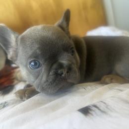 French Bulldog Puppies from Frenchie Truffles