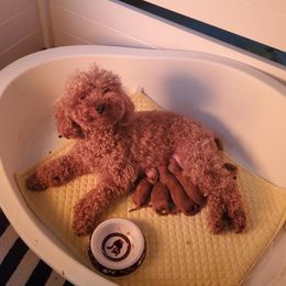 Gamja - Poodle