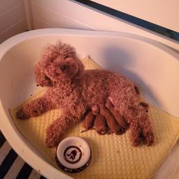 Gamja - Poodle