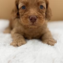 Light Blue - Red male Australian Labradoodle puppy in Antelope, California from Adorable Labradoodle