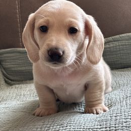 Boy 2 - Cream male Dachshund puppy in Wampum, Pennsylvania from Southern Sash Doxies