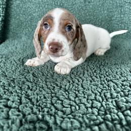 Dachshund Puppies from 2 Knights Doxies