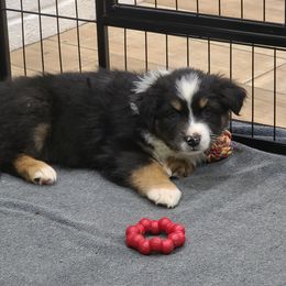Australian Shepherd Puppies from Whitfarm Aussies