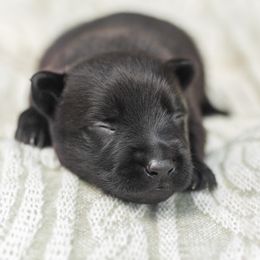 German Shepherds from Von Dem Flussufer