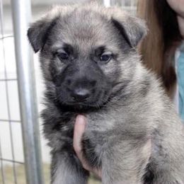 German Shepherd Puppies from Southern Legacy German Shepherds