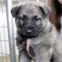 German Shepherd Puppies from Southern Legacy German Shepherds