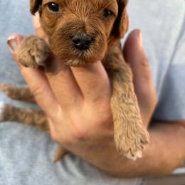 Maple (Dark pink collar girl) - Red female Cavapoo puppy in Eagle Mountain, Utah from Liberty Farms Puppies