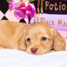 Pumpkin - Cream female Dachshund puppy in Woodbine, Georgia from Walker's Minidachs