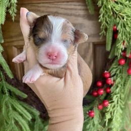 Violet - Sable female Bernedoodle puppy in Superior, Arizona from Mountain Bridge Doodles