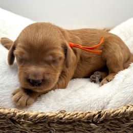 Orange collar boy - Red  male Goldendoodle puppy in Lewisville, Texas from Zink Doodles