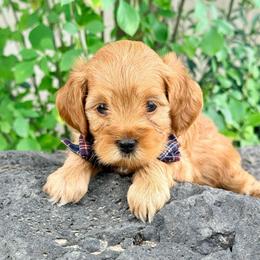 Bear (Has his own genetic results) - Red  male Goldendoodle puppy in St. George, Utah from Dashing Doodle Pups