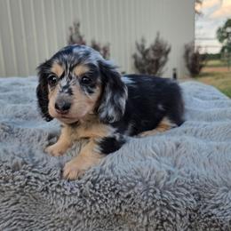 Black and Cream Dapple Girl - Dapple female Dachshund puppy in Choctaw, Oklahoma from TS Performance Horses & Dachshunds