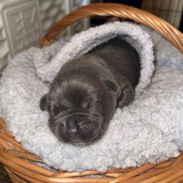 Girl 7 - Gray female Cane Corso puppy in Colorado Springs, Colorado from Legacy Bloodline
