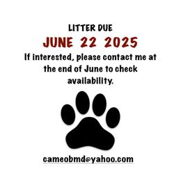 Boy 5 - Black rust and white male Bernese Mountain Dog puppy in Fox Lake, Illinois from Cameo
