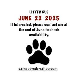 Boy 5 - Black rust and white male Bernese Mountain Dog puppy in Fox Lake, Illinois from Cameo